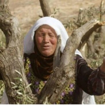 Israel cortó 200 olivos en Deir Istiya